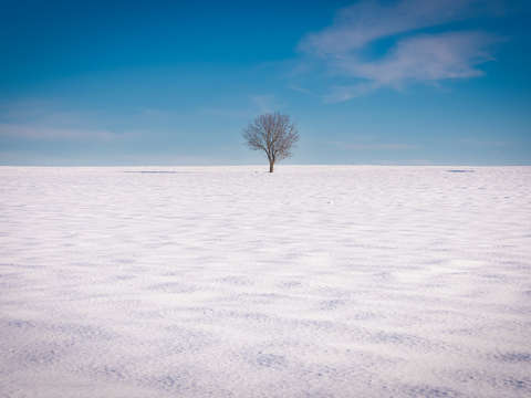 The old tree and the snow
