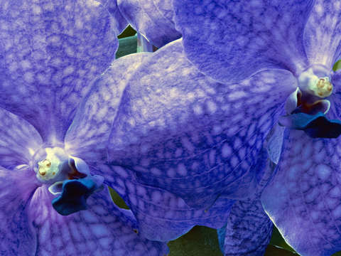 Purple orchid stacked 2020