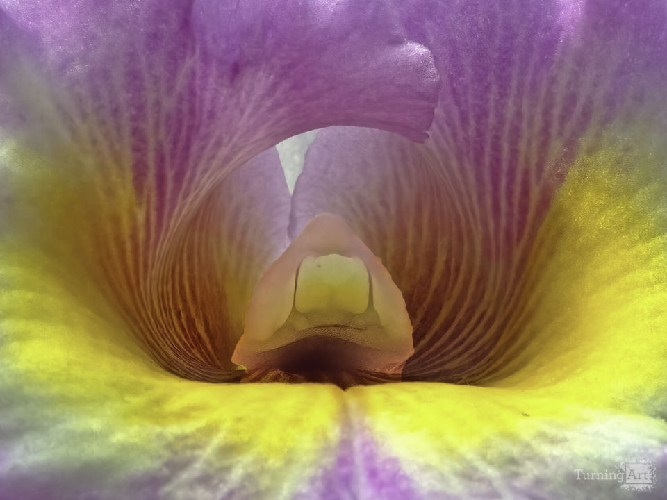 Cattleya orchid detail 2020