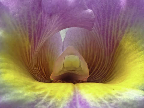 Cattleya orchid detail 2020