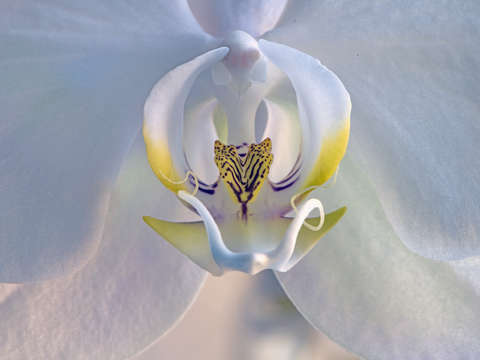 White orchid weatherford 2020