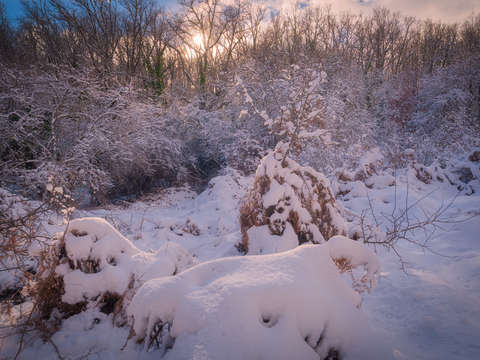 Snowy landscape