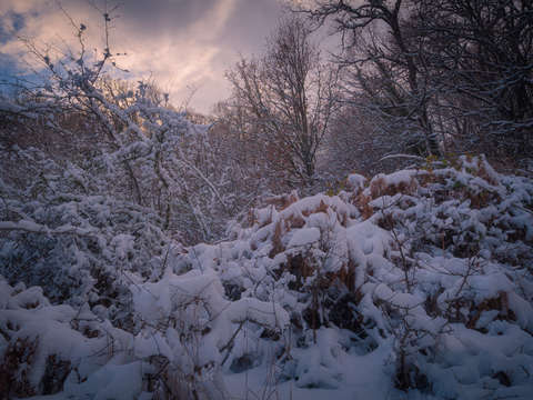 Snowy forest 2