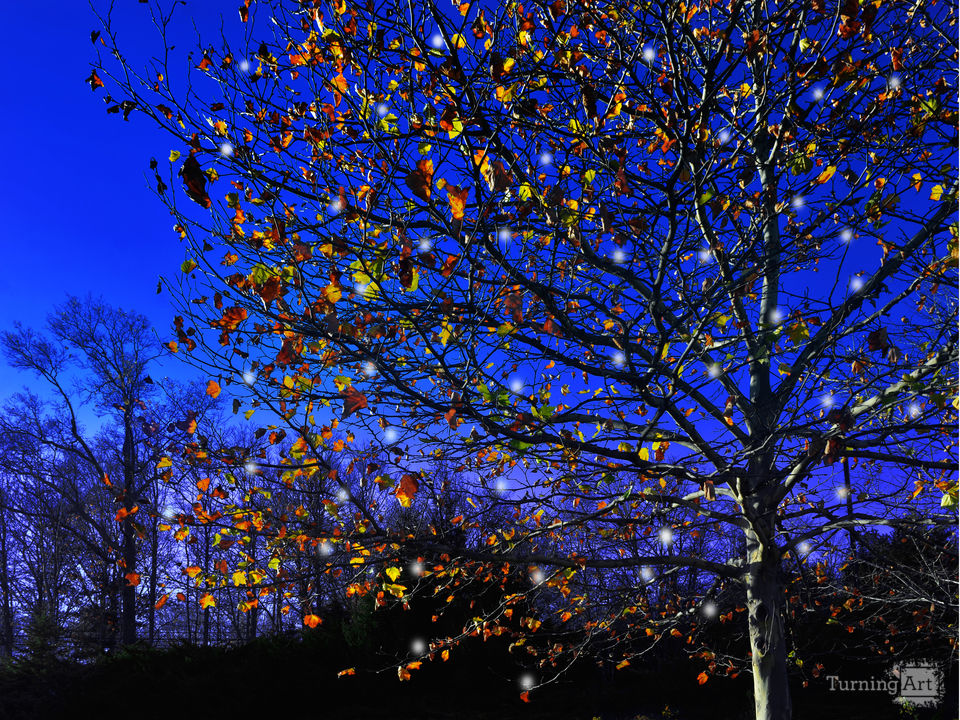 November christmas