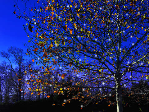 November christmas
