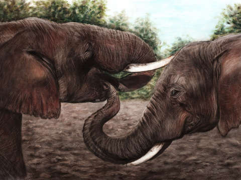 Elephants 3