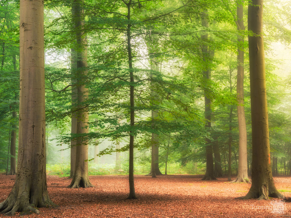 Young forest