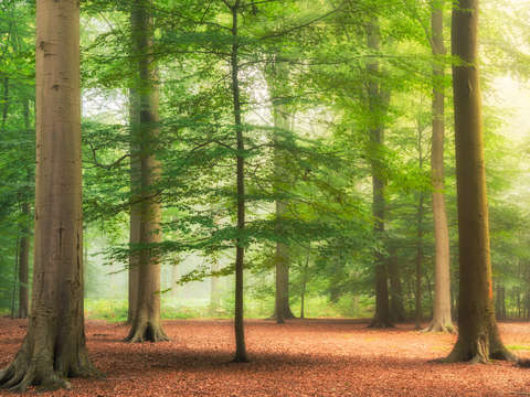 Young forest