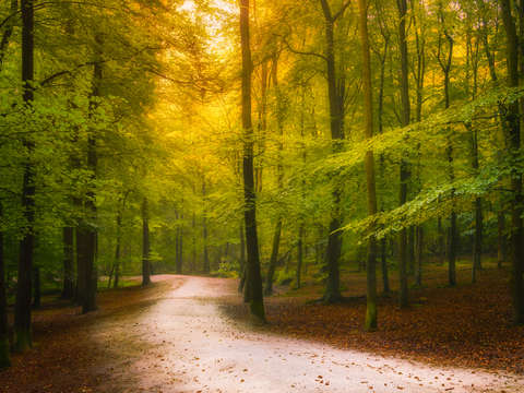 Early autumn path