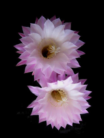 Cactus Flower