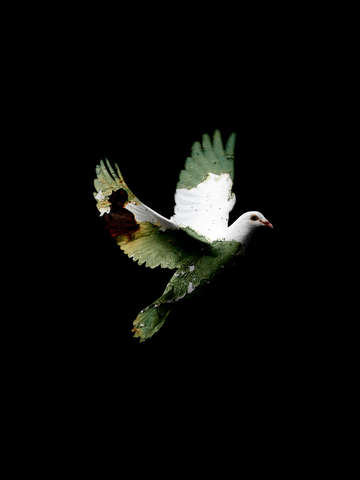 Broken wings 2