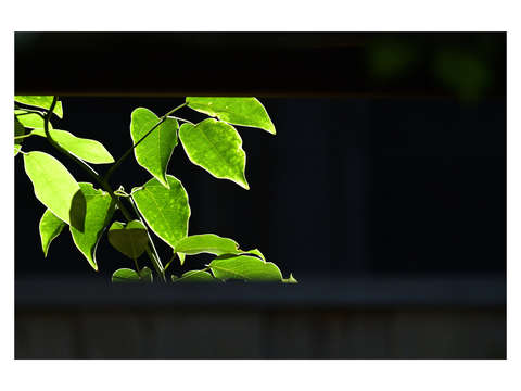 Eishoji leaves