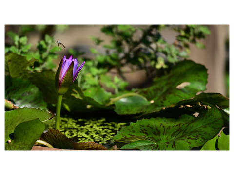 Eishoji lotus 1