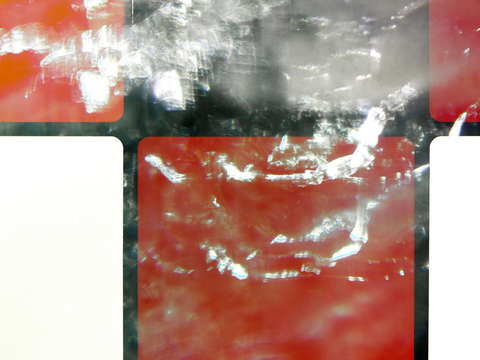 Square 1557