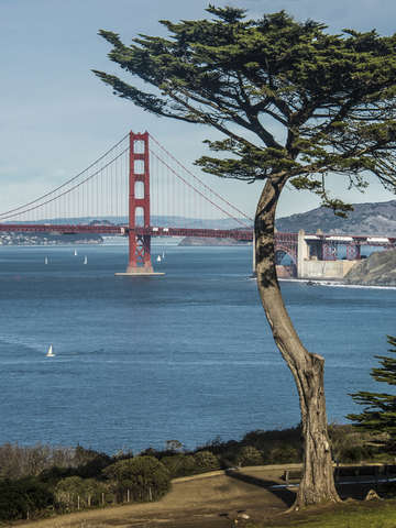 Cypress tree golden gate views