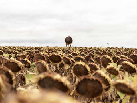 Sunflower 19
