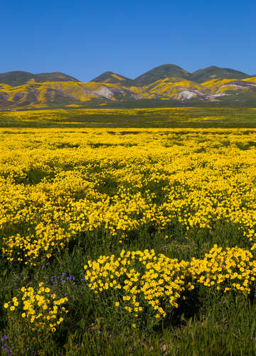 Carrizo wild flowers