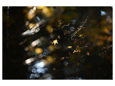 Autumn abstraction 3