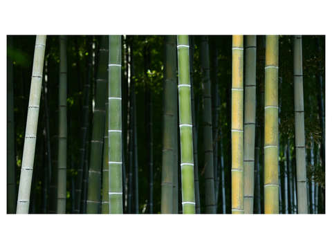 Eishoji bamboo 2
