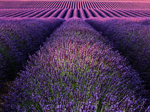 Deep purple 2
