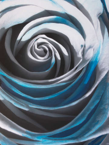 The blue rose