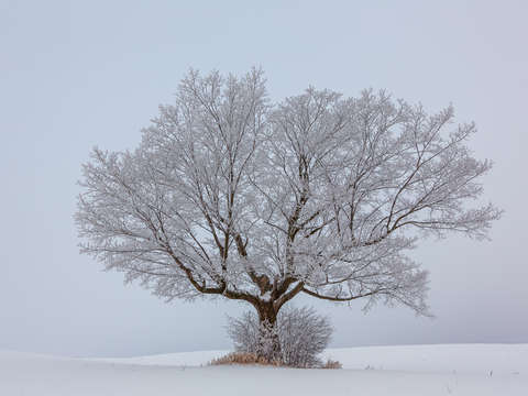 Winter whispers