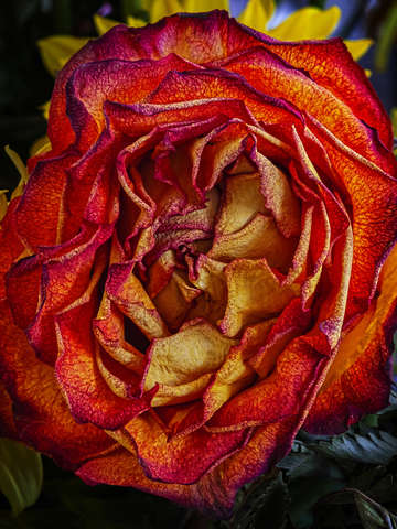 A rose 4