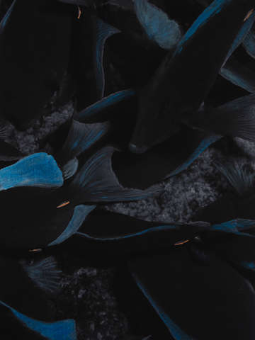 Blue tang highlights