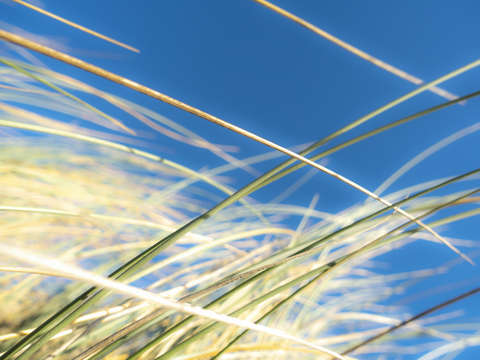 Dune grasses 01940