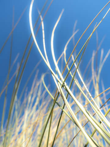 Dune grasses 01947