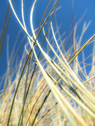 Dune grasses 01948