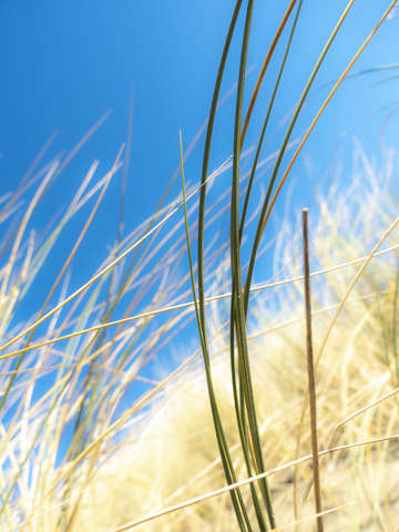 Dune grasses 01950