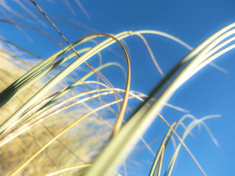 Dune grasses 01951