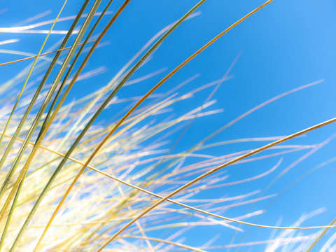 Dune grasses 01955