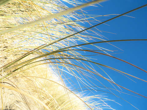 Dune grasses 01957