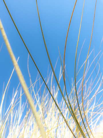 Dune grasses 01958