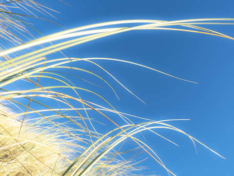 Dune grasses 01959