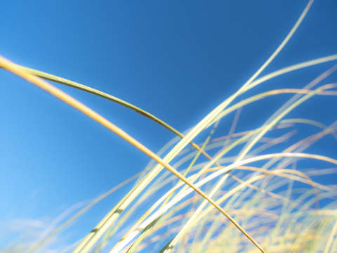 Dune grasses 01943