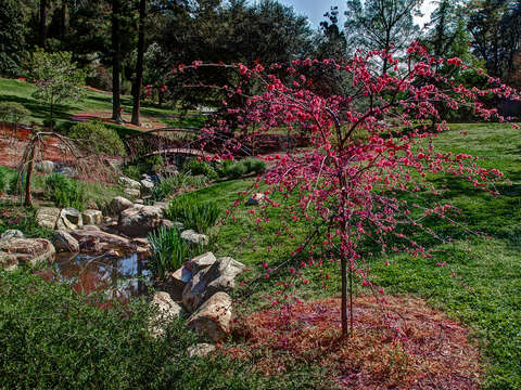 Bloom and bridge