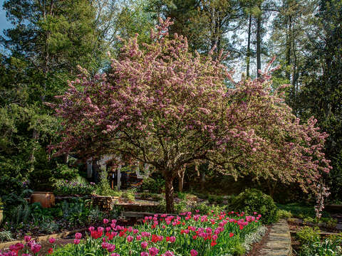 Blooming cherry tree