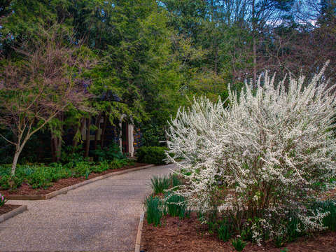 Blooming trees and shrubs
