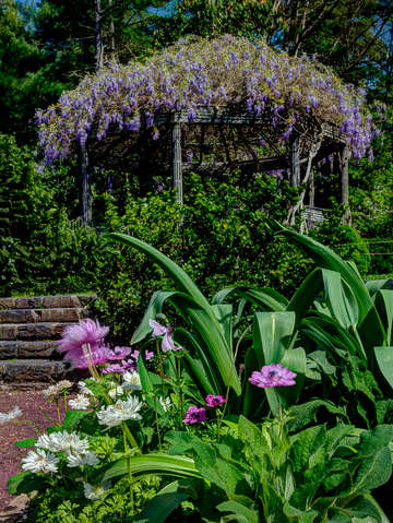 Pergola and flowers