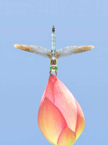 Untitled dragonfly on lotus bud