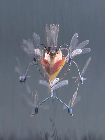 Untitled damselflies 2