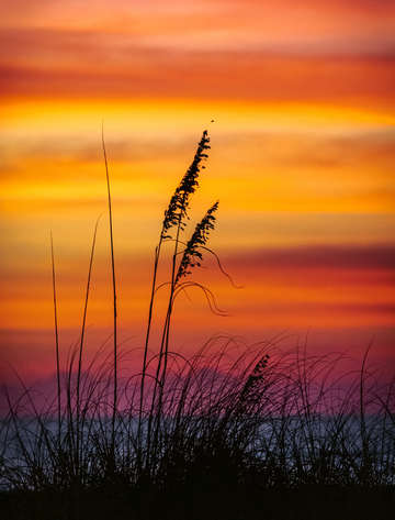 Beachgrass sunset st petersburg fl