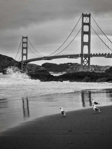Birds of baker beach