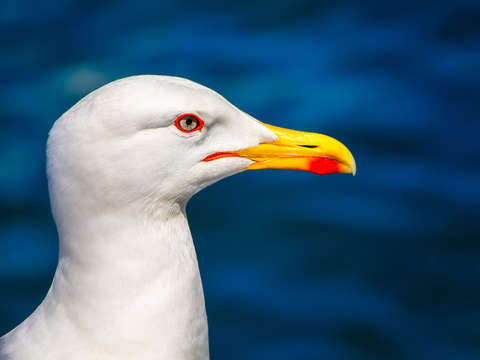I am a seagull