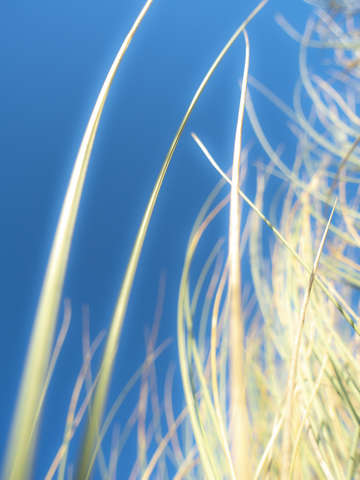 Dune grasses 01941