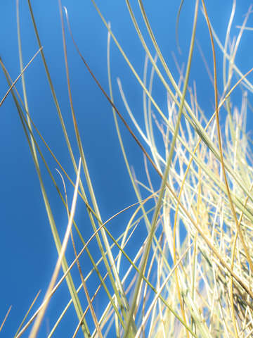 Dune grasses 01942