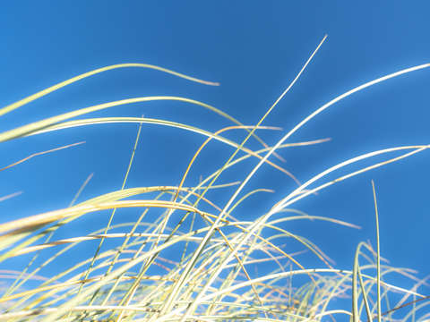 Dune grasses 01946
